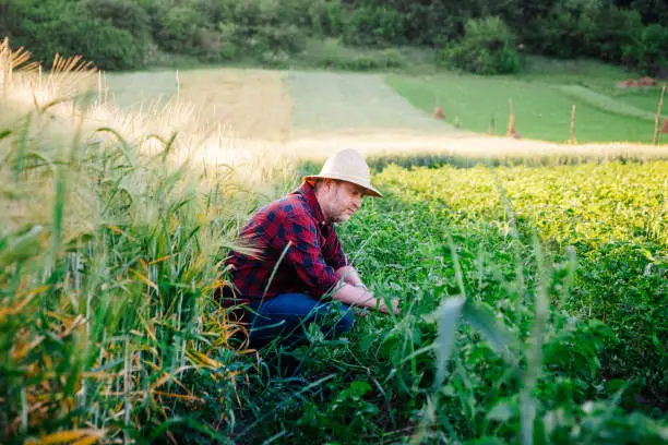 Techniciens Agricoles Roumains