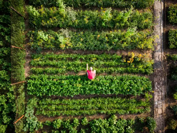 Agricoles Roumains