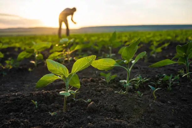 Intérimaire Agricole Roumain depuis la Roumanie