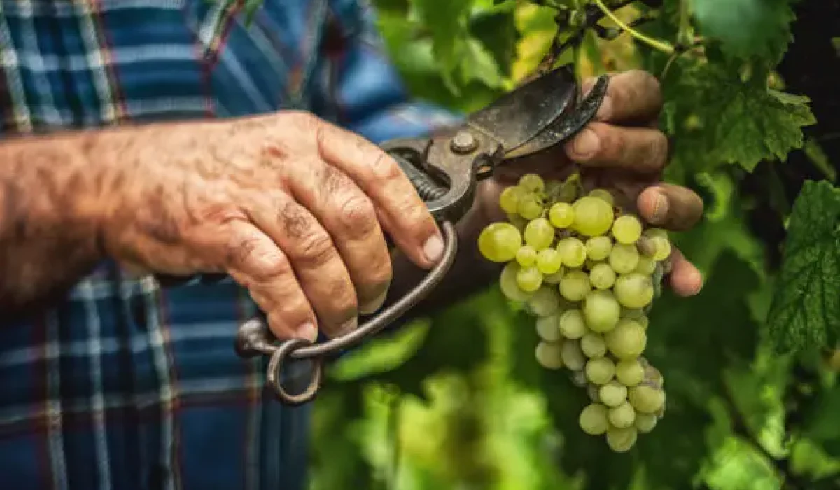 Vendangeurs Roumains